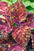 COLEUS SHOW AND TELL