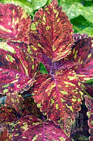 COLEUS_SHOW_AND_TELL