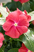 CATHARANTHUS ROSEUS SUN DEVIL EXTREME RED WITH EYE