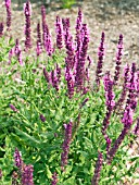 salvia raspberry delight