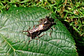 FOREST BUG (PENTAYOMA RUFIPES) MATED PAIR
