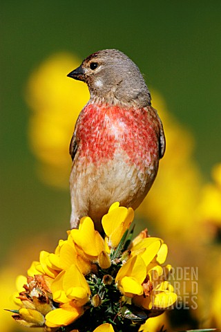 LINNET__CARDUELIS_CANNABINA__MALE_ON_GORSE__FRONT_VIEW