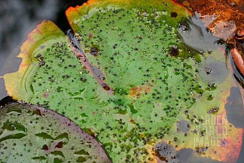 WATER_LILY_APHIDS_ON_NYMPHAEA_LEAF