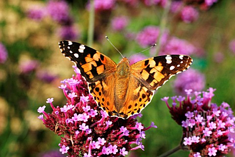 PAINTED_LADY_BUTTERFLY