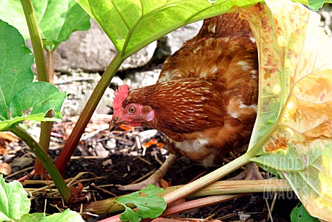 CHICKEN_IN_RHUBARB_PATCH
