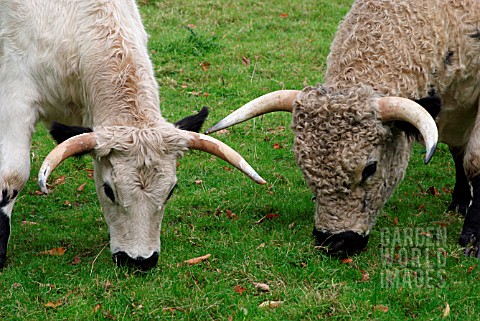 WHITE_PARK_CATTLE_BULL_AND_COW_GRAZING