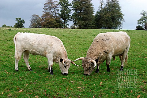 WHITE_PARK_CATTLE_BULL_AND_COW_GRAZING