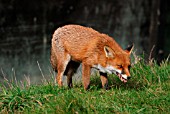 RED FOX (VULPES VULPES) VIXEN EATING A FROG