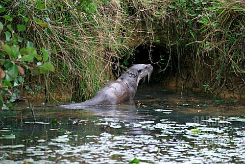 OTTER_LUTRA_LUTRA_APPROACHING_HOLT