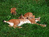 LYNX WITH CUBS