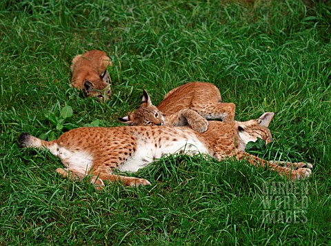 LYNX_WITH_CUBS