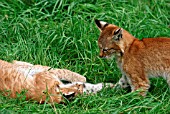 LYNX WITH CUBS