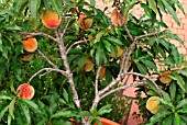 PEACH TREE WITH FRUIT IN PLANTER
