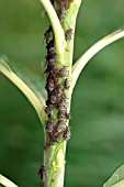 WILLOW APHIDS ON BRANCH