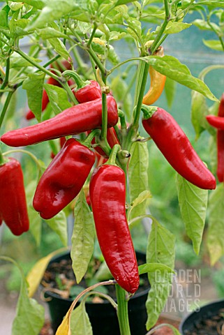 CHILLI_PEPPERS_ON_PLANT