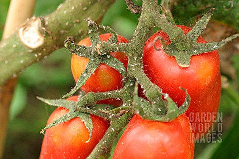 WHITE_FLY_ON_TOMATOES