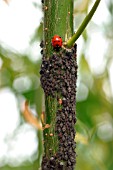 LADYBIRD EATING WILLOW APHIDS