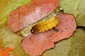 BROWN CHINA MARK MOTH CATERPILLAR PUPATES IN LILY