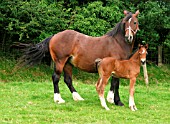 WELSH COBS CLASS D WITH FOAL