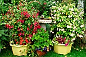 BIRD BATH FLANKED BY CONTAINERS WITH FUCHSIA