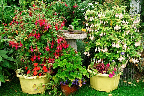 BIRD_BATH_FLANKED_BY_CONTAINERS_WITH_FUCHSIA