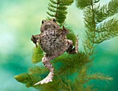 COMMON TOAD SWIMMING