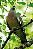 WOOD PIGEON PERCHED IN TREE