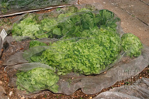 FLEECE_PROTECTION_TO_LETTUCES