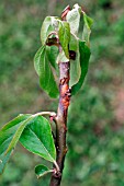 CANKER,  DEVELOPING ON APPLE BRANCH