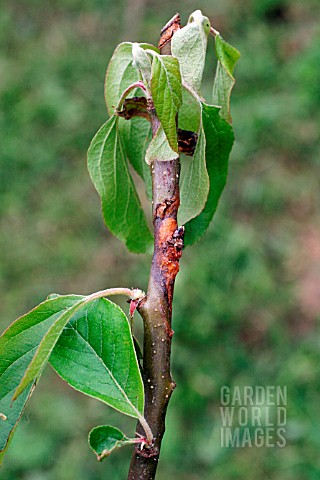 CANKER__DEVELOPING_ON_APPLE_BRANCH
