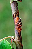 CANKER,  ON APPLE BRANCH CLOSE UP