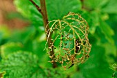 CURRANT LEAF SKELETONISED BY SAWFLY CATERPILLARS