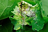 CABBAGE APHID ATTACK ON SWEDE LEAVES
