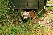 POLECAT COMING OUT OF CHICKEN SHED