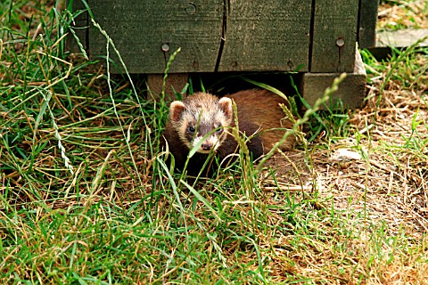 POLECAT_COMING_OUT_OF_CHICKEN_SHED