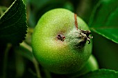 CODLING MOTH EXIT HOLE ON APPLE