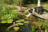 CAT TRYING TO CATCH FISH IN POND