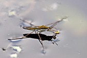 POND SKATER ON WATER SURFACE