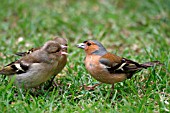 CHAFFINCH,  MALE ABOUT TO FEED,  FRINGILLA COELEBS