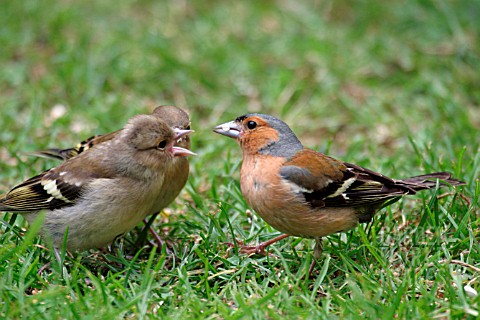 CHAFFINCH__MALE_ABOUT_TO_FEED__FRINGILLA_COELEBS