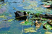 COOT TAKING LILY LEAF TO NEST