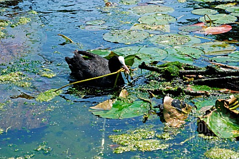 COOT_TAKING_LILY_LEAF_TO_NEST