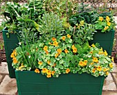 CONTAINERS WITH VEGETABLES AND TROPAEOLUM ALASKA