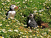 PUFFIN WITH CHICK AT BURROW ENTRANCE
