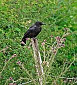 CARRION CROW ON FENCE POST