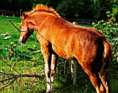 WELSH COB FOAL NEAR BARBED WIRE FENCE