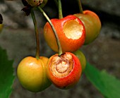 WOOD LOUSE DAMAGE TO CHERRIES