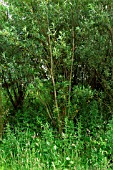 COPPICED WILLOW (TREE YEARS GROWTH)