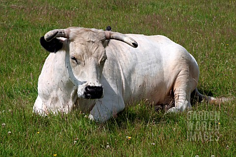 WHITE_PARK_CATTLE__COW_RESTING