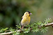 SISKIN,  CARDULIS SPINUS,  MALE ON LARCH BRANCH,  FRONT VIEW